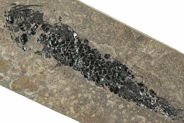 Devonian Lobed-Fin Fish (Osteolepis) Fossil - Scotland #240750